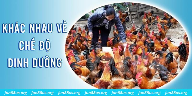 daga win xổ số thứ sáu hàng tuần